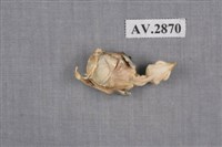 藏品(白頭翁)的圖片